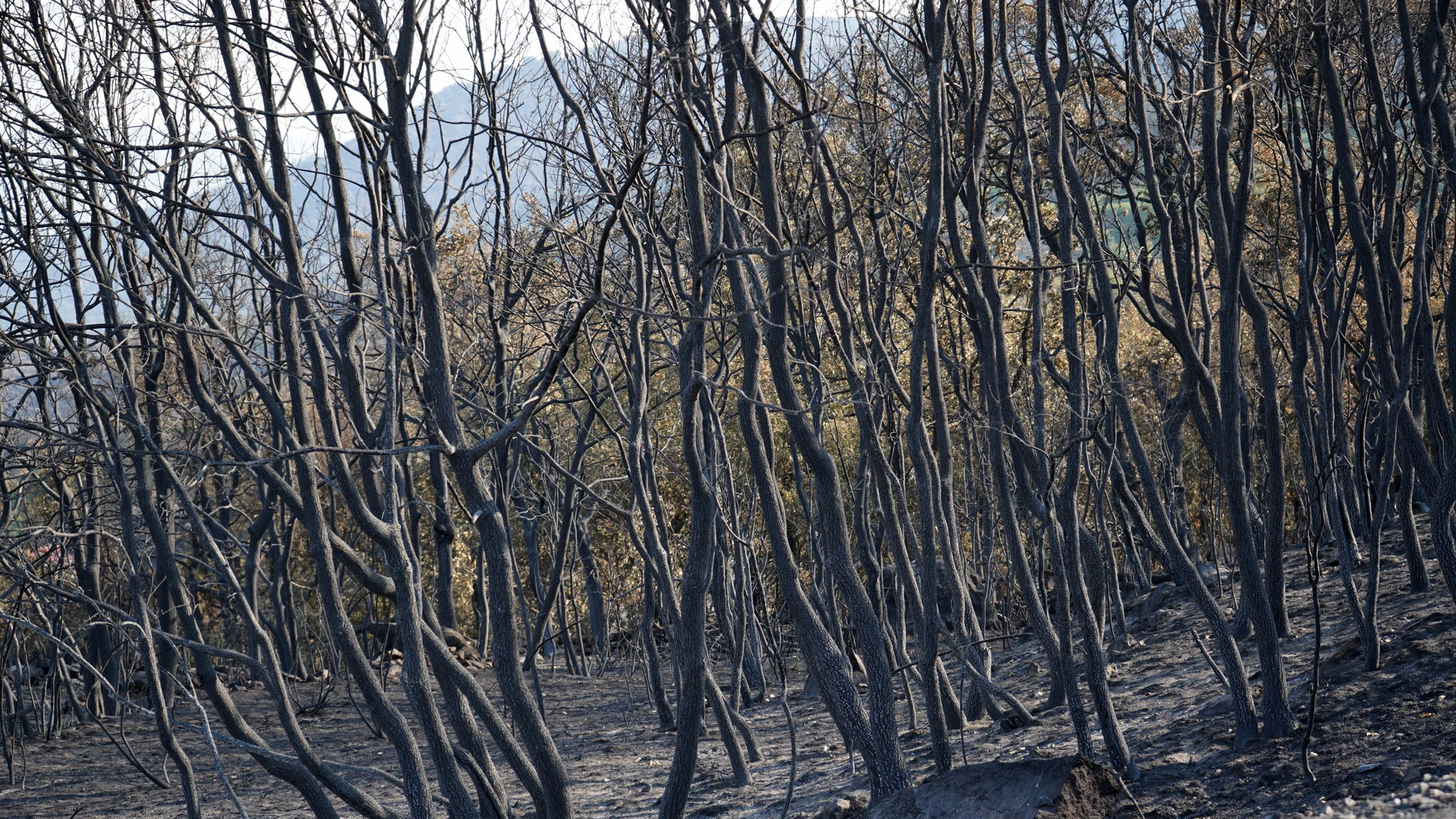 VALLE DEL JERTE (CÁCERES), 23/08/2025.- Vista de una zona arrasada por las llamas desde la carretera que une Cabezabellosa y El Torno, en el Valle del Jerte. Los efectivos de la Unidad Militar de Emergencias (UME) abandonaron la zona tras concluir su trabajo en las labores de extinción del incendio forestal de Jarilla (Cáceres). EFE/ Eduardo Palomo