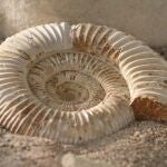La ammonoidea es una subclase de moluscos cefalópodos extinguidos hace unos 66 millones de años, al final del periodo Cretácico