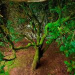 El árbol que “llora” agua: el secreto mejor guardado de España