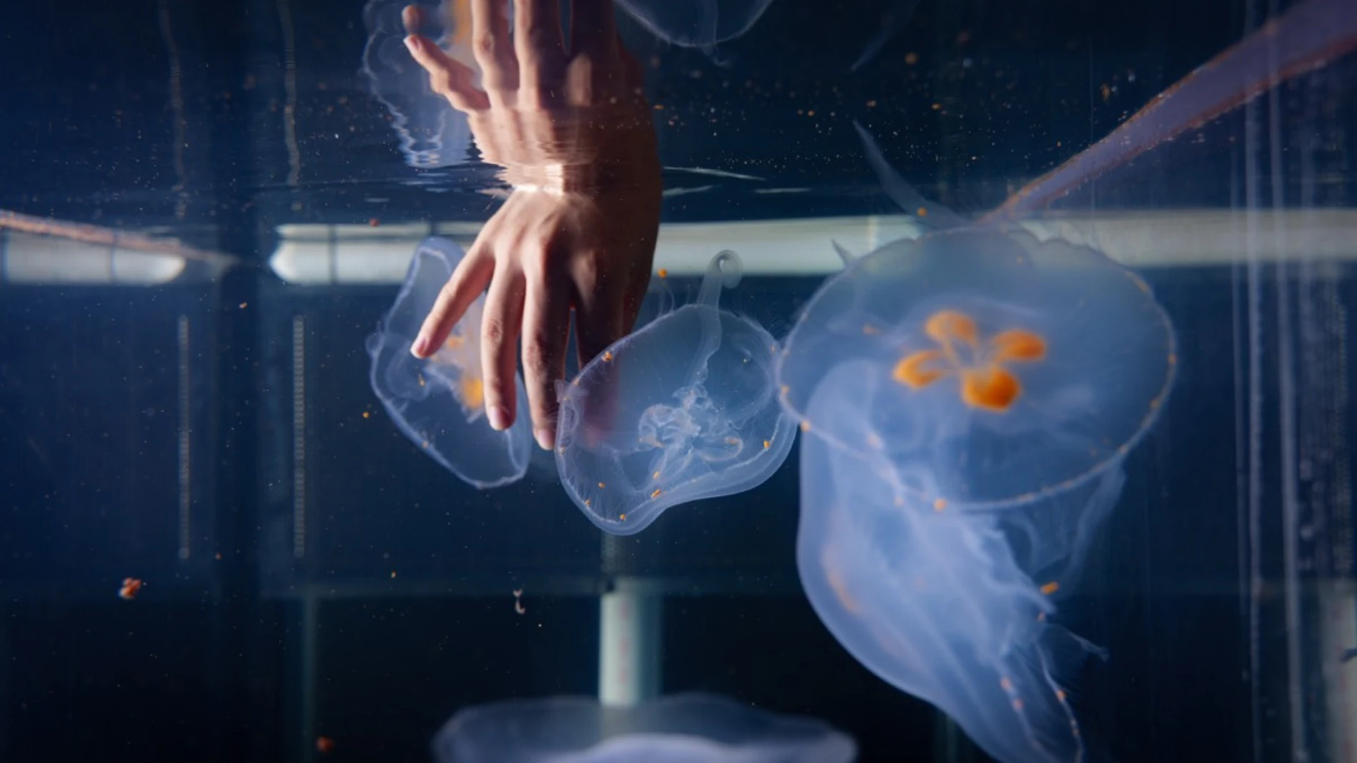 Fabrican medusas ciborg para investigar el fondo de los océanos