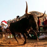 El último encierro del Pilón de 2025 trae la emoción con dos salidas de las vacas