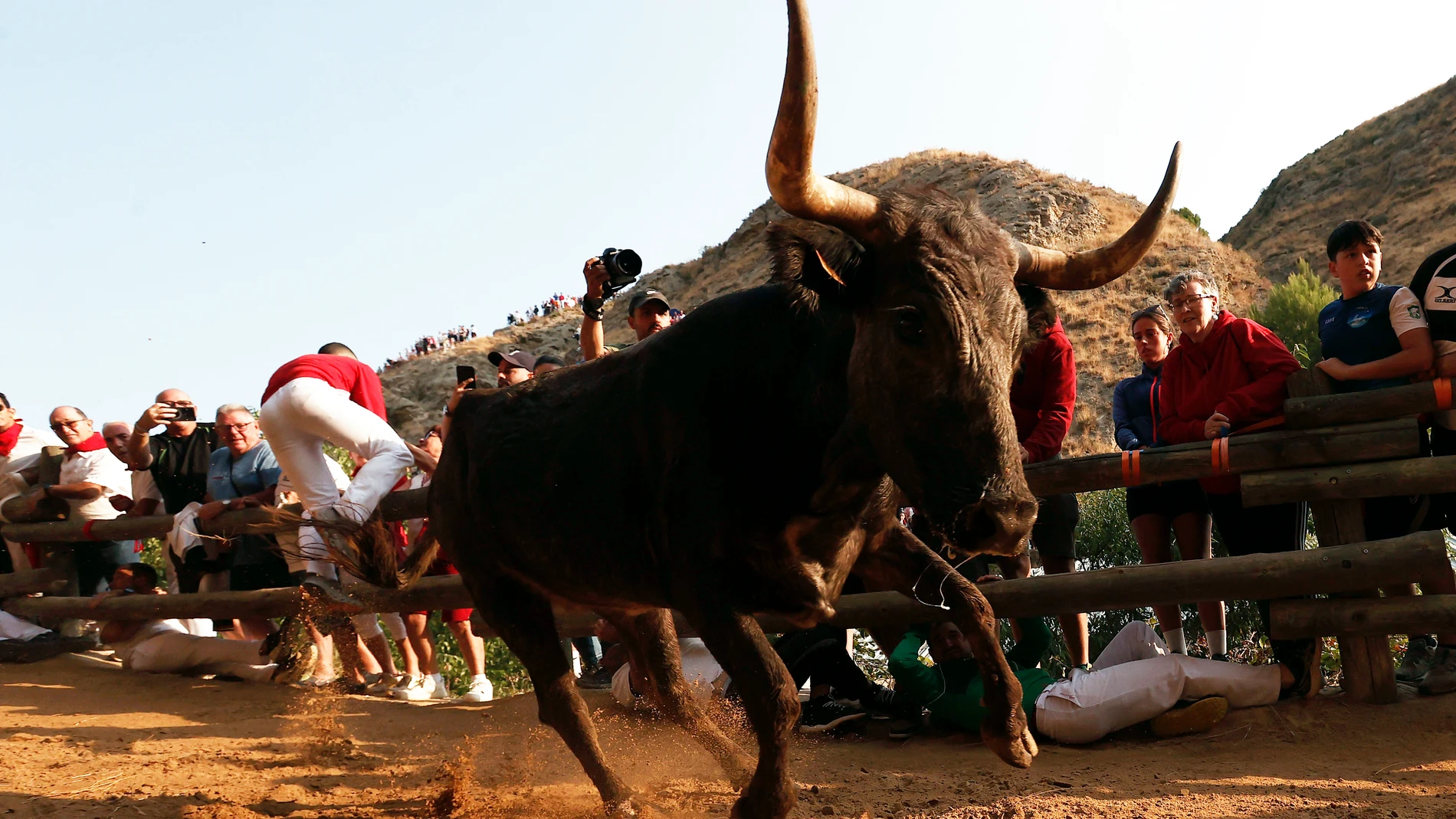 FALCES, 24/08/2025.- Las vacas de Teodoro Vergara han cumplido con la tradición de comportamiento incierto que les acompaña y han llevado la expectación al último encierro del Pilón de Falces, en el que han realizado una salida en falso para volver al corral y finalmente completar en manada todo el recorrido de tan peculiar carrera. Declarado Fiesta de Interés Turístico en Navarra, el encierro de Falces es un evento que a diario concita a centenares de personas alrededor de una escarpada caña...