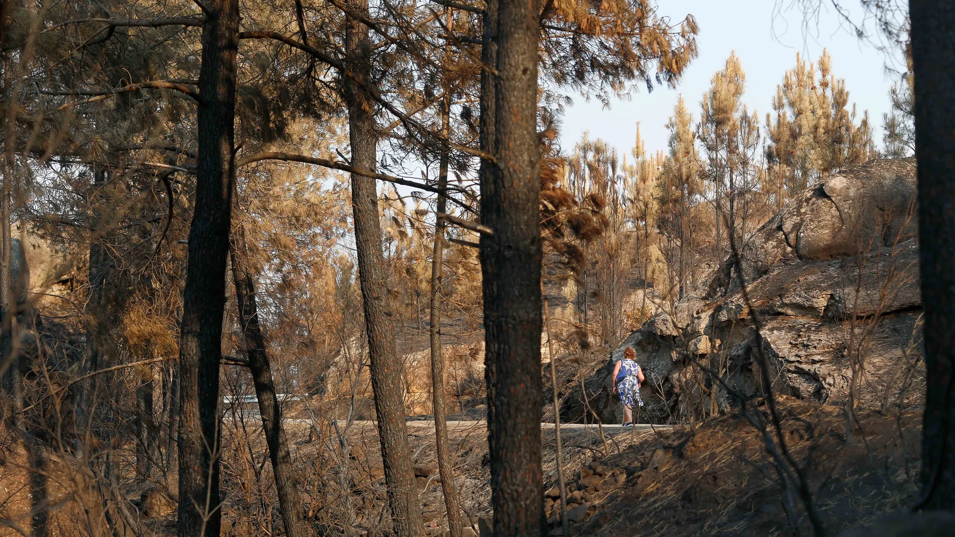 Vista del campo quemado tras el incendio, a 24 de agosto de 2025, en Seadur, Ourense, Galicia (España). El incendio, que se originó el pasado 13 de agosto, en la localidad de Larouco ha quedado estabilizado tras arrasar más de 30.000 hectáreas. El fuego afectó a once municipios y en su extinción se movilizaron 51 técnicos, 222 agentes, 311 brigadas, 216 motobombas, 12 palas, 6 unidades técnicas de apoyo, 14 helicópteros y 15 aviones, además de efectivos de la Unidad Militar de Emergencias (UM...
