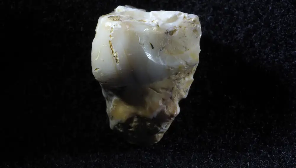 Este molar supone el resto más antiguo hallado en la zona