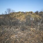 Paisaje después del incendio