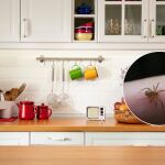 Es un paraíso para las arañas, y está en tu cocina: un electrodoméstico que usas todos los días y que a ellas les encanta