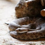 Este es el plan que tiene Baleares contra las culebras invasoras Este es el plan que tiene Baleares contra las culebras invasoras