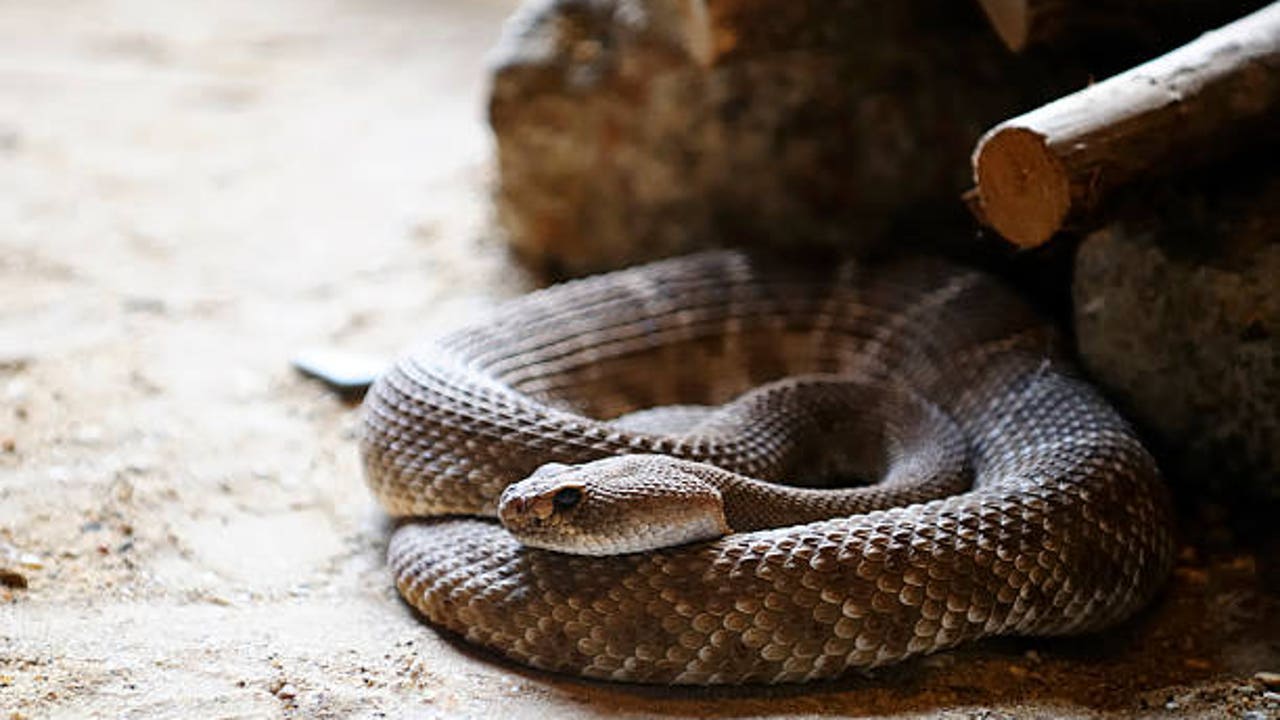 Gran Canaria frente al “efecto serpiente”: el impacto de una especie invasora dispara las alarmas