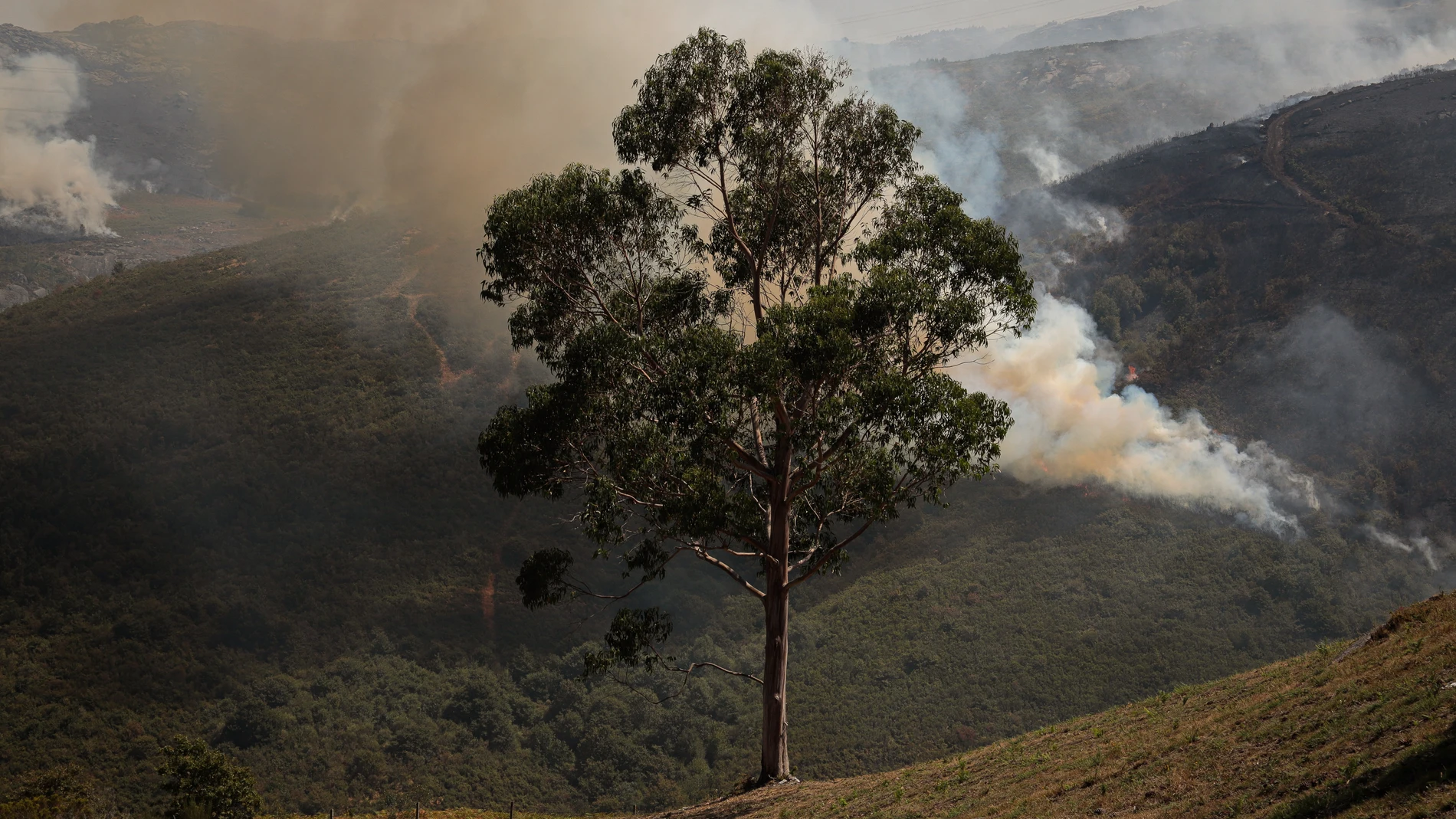 Efectivos aéreos de los bomberos durante las labores de extinción del incendio de Avión, a 25 de agosto de 2025, en Avión, Ourense (España). El último de los incendios forestales registrados en Galicia, iniciado en Avión (Ourense) a las 17.09 del domingo, quema una superficie estimada de 70 hectáreas en la parroquia de Nieva. Actualmente, son tres los incendios activos en Galicia, todos ellos en la provincia de Ourense, que permanece desde hace casi una quincena en el nivel 2 de emergencia....