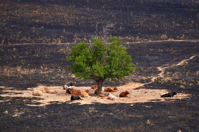 Un grupo de vacas, a salvo por el cortafuegos natural que hicieron al pastar bajo un árbol en Tres Cantos (Madrid), tras un reciente incendio