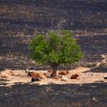 Un grupo de vacas, a salvo por el cortafuegos natural que hicieron al pastar bajo un árbol en Tres Cantos (Madrid), tras un reciente incendio