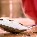 No más moscas, hormigas ni cucarachas: cómo una hoja ahuyenta a los insectos de tu casa en verano