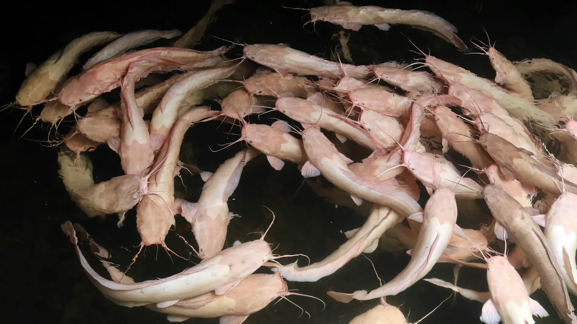 En un descubrimiento sin precedentes, hallan a estos pequeños animales remontando cascadas