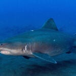 Nuevos avistamientos de Tiburón Solrayo en el Mar de las Calmas (El Hierro)