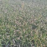 Los cultivadores de arroz valencianos, hartos de las restricciones a fitosanitarios
