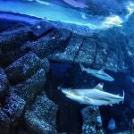 El calentamiento global puede dejar a los tiburones sin dientes