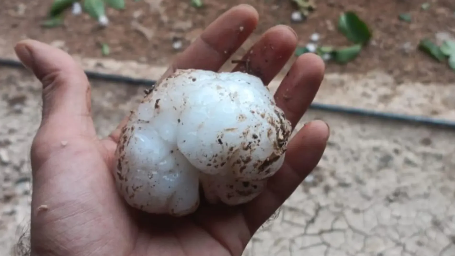 Bolas de granizo caídas este miércoles en Zaragoza.