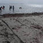 La Generalitat acepta de manera extraordinaria retirar la posidonia en playas naturales