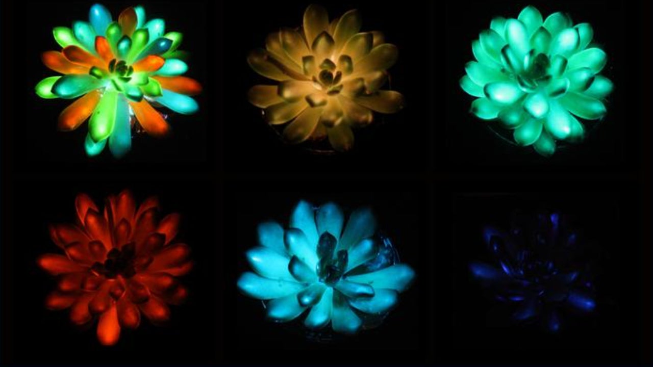 Plantas de Avatar: científicos crean suculentas que brillan en la oscuridad