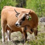 Explotación ganadera de la provincia de Zamora