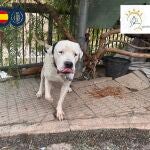Investigan en Lorca (Murcia) a una mujer por dejar a su perro atado a pleno sol sin agua ni comida