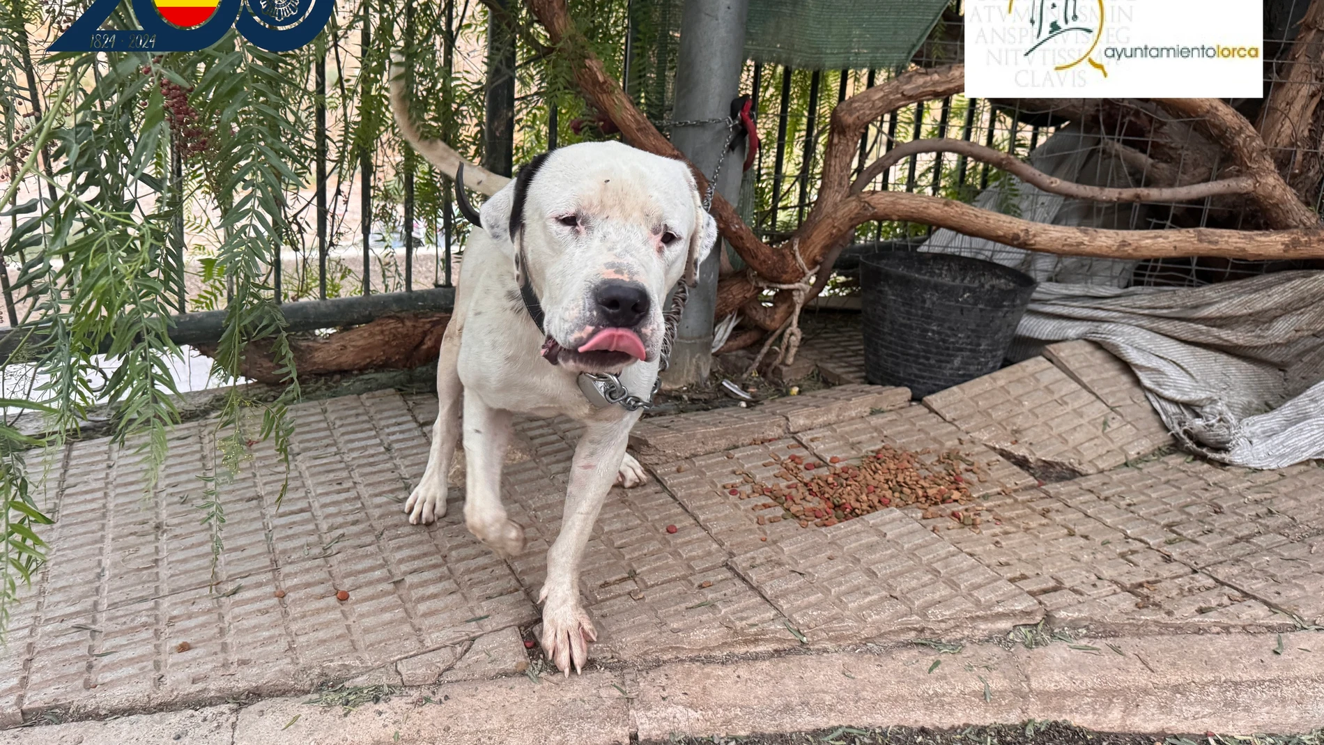 Investigan en Lorca (Murcia) a una mujer por dejar a su perro atado a pleno sol sin agua ni comida