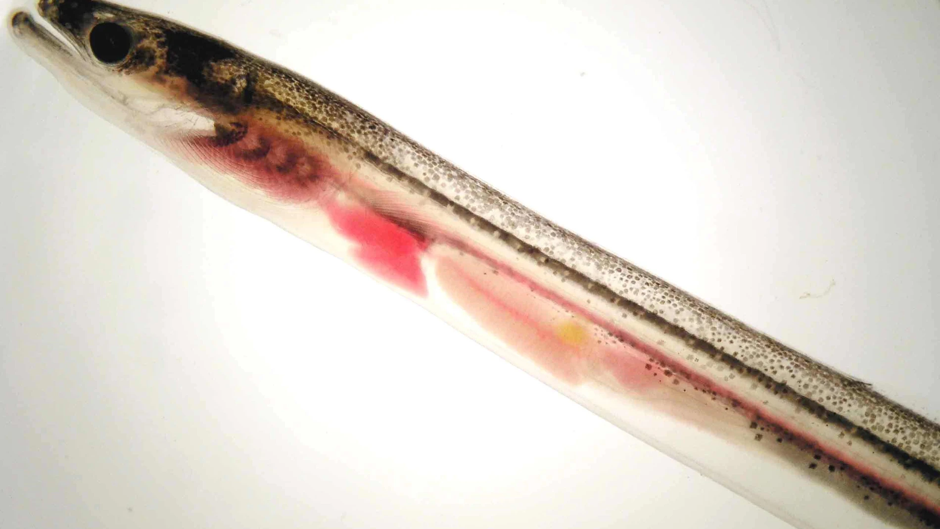 Angula