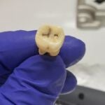 Un investigador sostiene un diente de Jerash utilizado para ayudar a identificar el origen de la primera pandemia