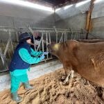 Rural.- Confirmados dos casos de lengua azul en vacas de Las Regueras y Ribadesella