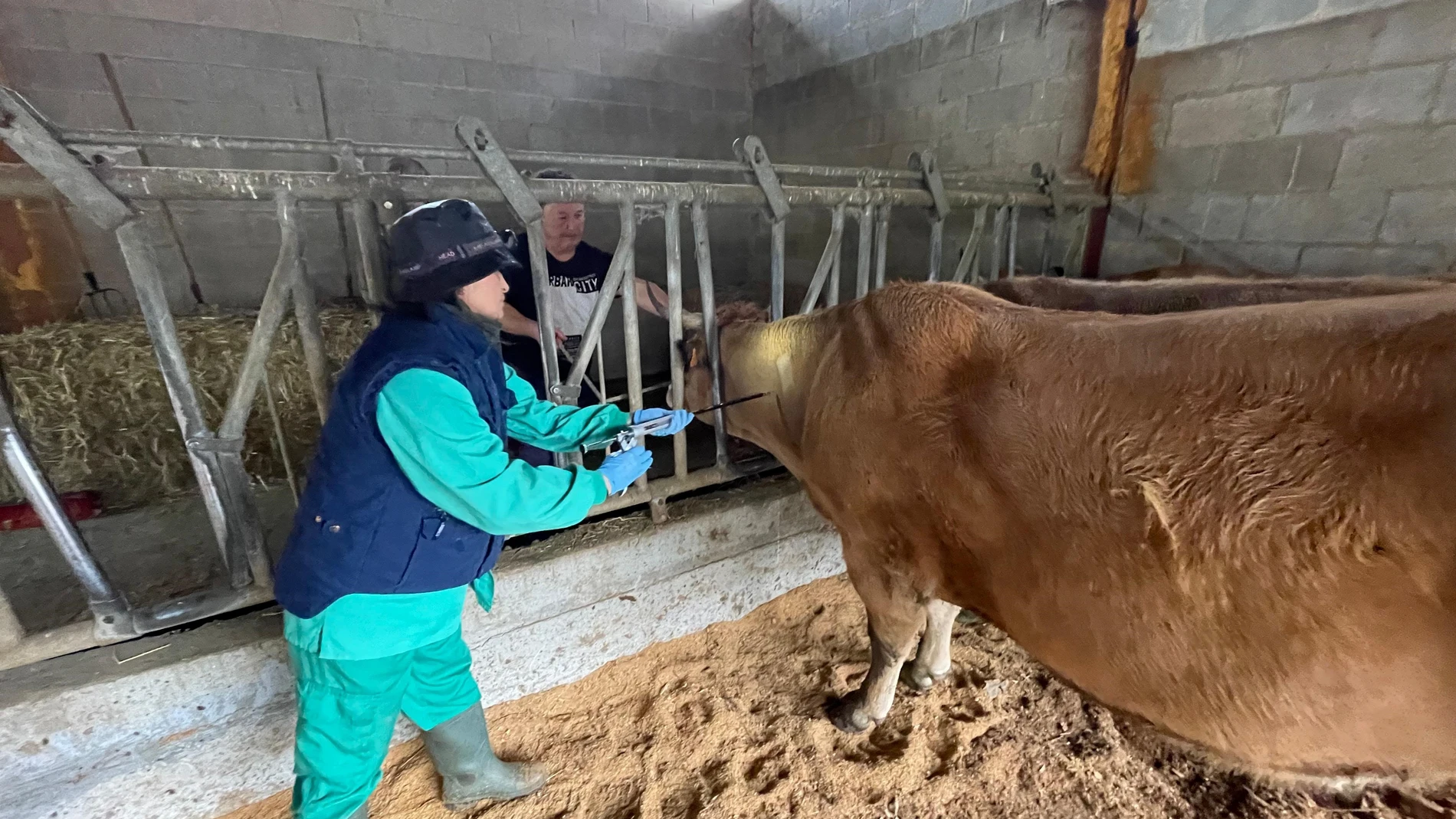 Un técnico recoge una prueba de un animal REMITIDA / HANDOUT por GOBIERNO DE ASTURIAS Fotografía remitida a medios de comunicación exclusivamente para ilustrar la noticia a la que hace referencia la imagen, y citando la procedencia de la imagen en la firma 28/08/2025
