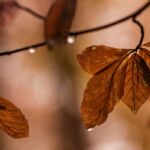 ¿Por qué las hojas de algunos árboles se vuelven marrones en verano? El curioso motivo que incluso los jardineros desconocen