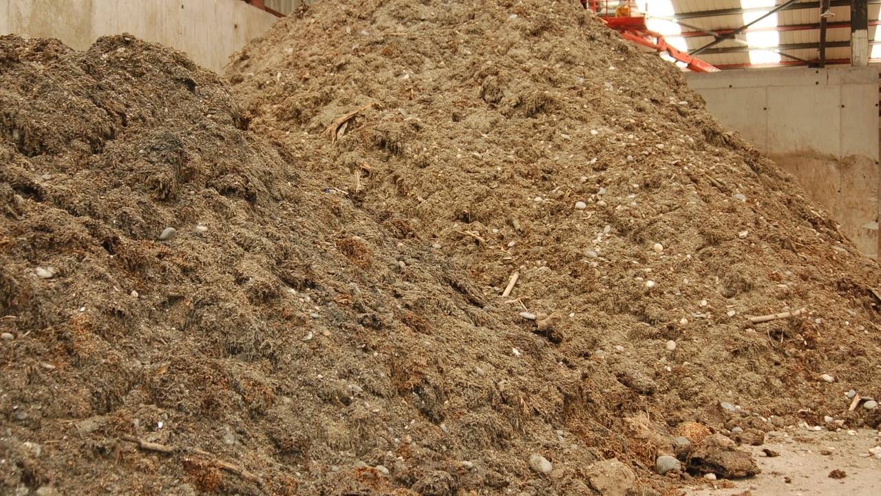 Málaga transforma el alga asiática en abono para las zonas verdes