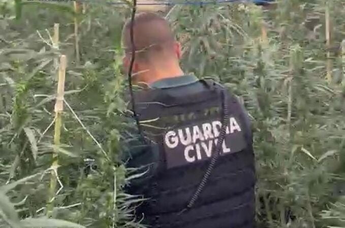 La Guardia Civil desmantela una plantación de marihuana en Burriana (Castellón) y detiene a dos hombres.