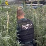 La Guardia Civil desmantela una plantación de marihuana en Burriana (Castellón) y detiene a dos hombres.
