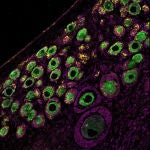 Detalle microscópico del ovario de un macaco