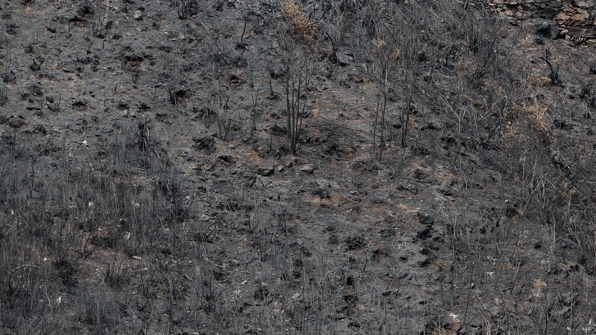 A FONSAGRADA (LUGO), 31/08/2025.- Galicia afronta su cuarta jornada consecutiva sin incendios activos de más de 20 hectáreas y solo están pendientes de extinción los tres megaincendios que han... En la imagen monte calcinado en Aguiar, próximo a San Pedro de Río, en A Fonsagrada, Lugo. EFE/Eliseo Trigo