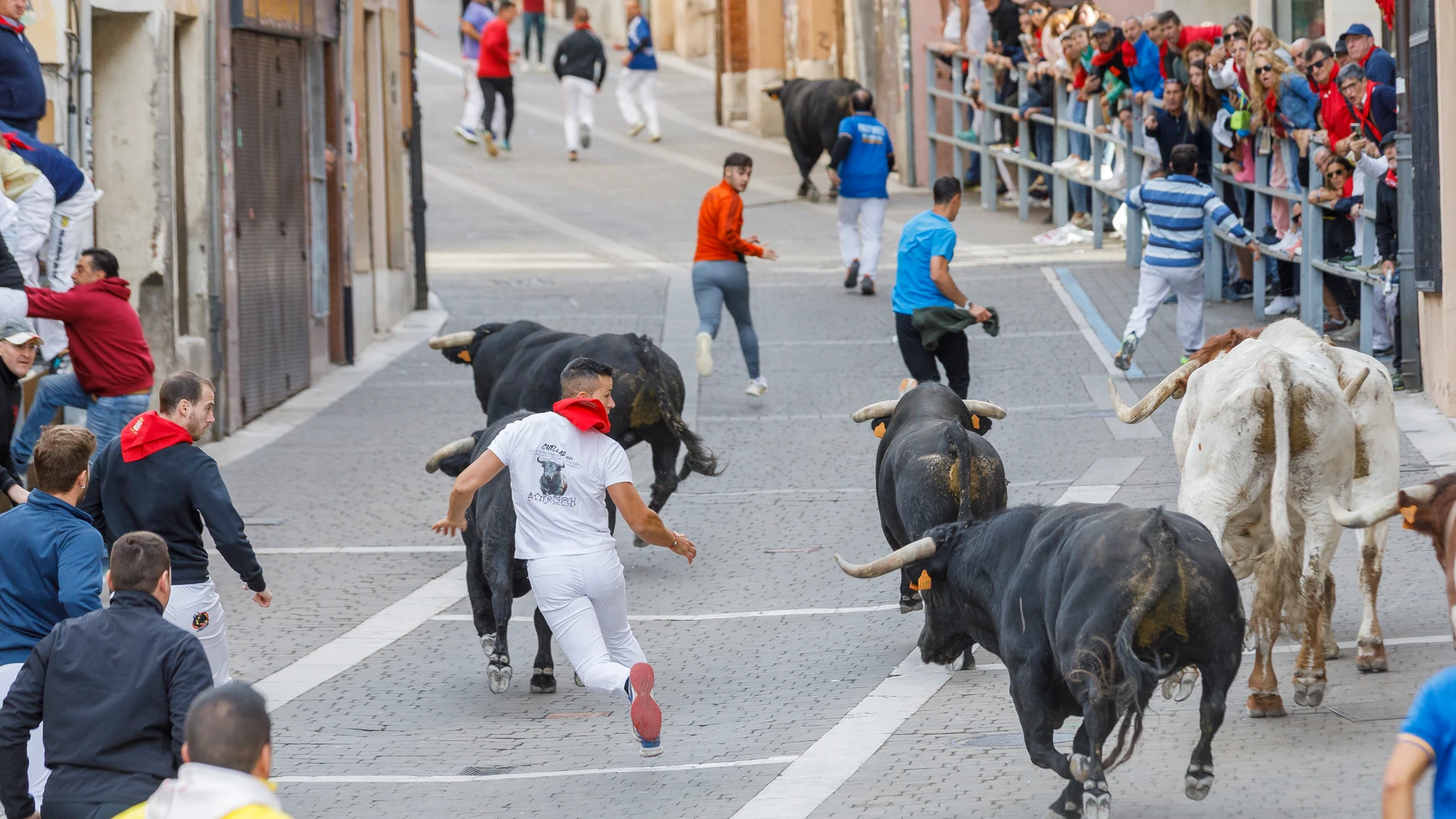 Los toros portugueses de Rosa Rodríguez en un nuevo encierro en Cuéllar