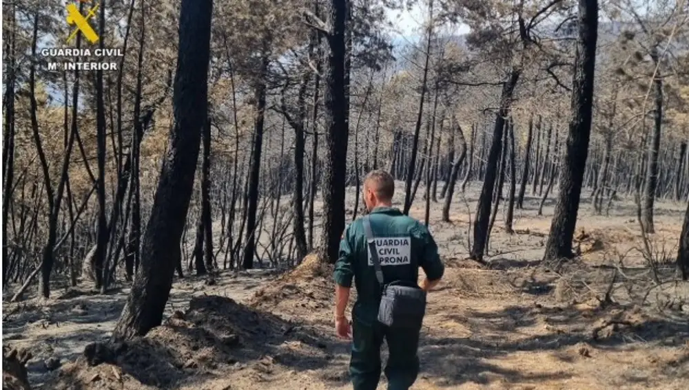 Un agente del SEPRONA investiga en uno de loos parajes incendiados
