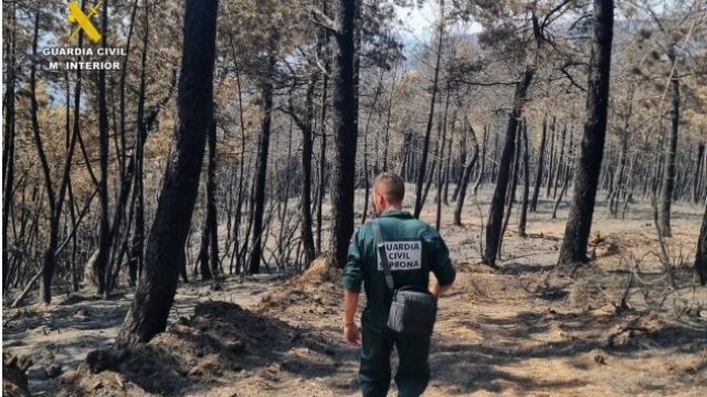 Un agente del SEPRONA investiga en uno de loos parajes incendiados