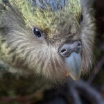Es uno de los animales más tontos del planeta, y ahora está afrontando la extinción: quieren evitarlo