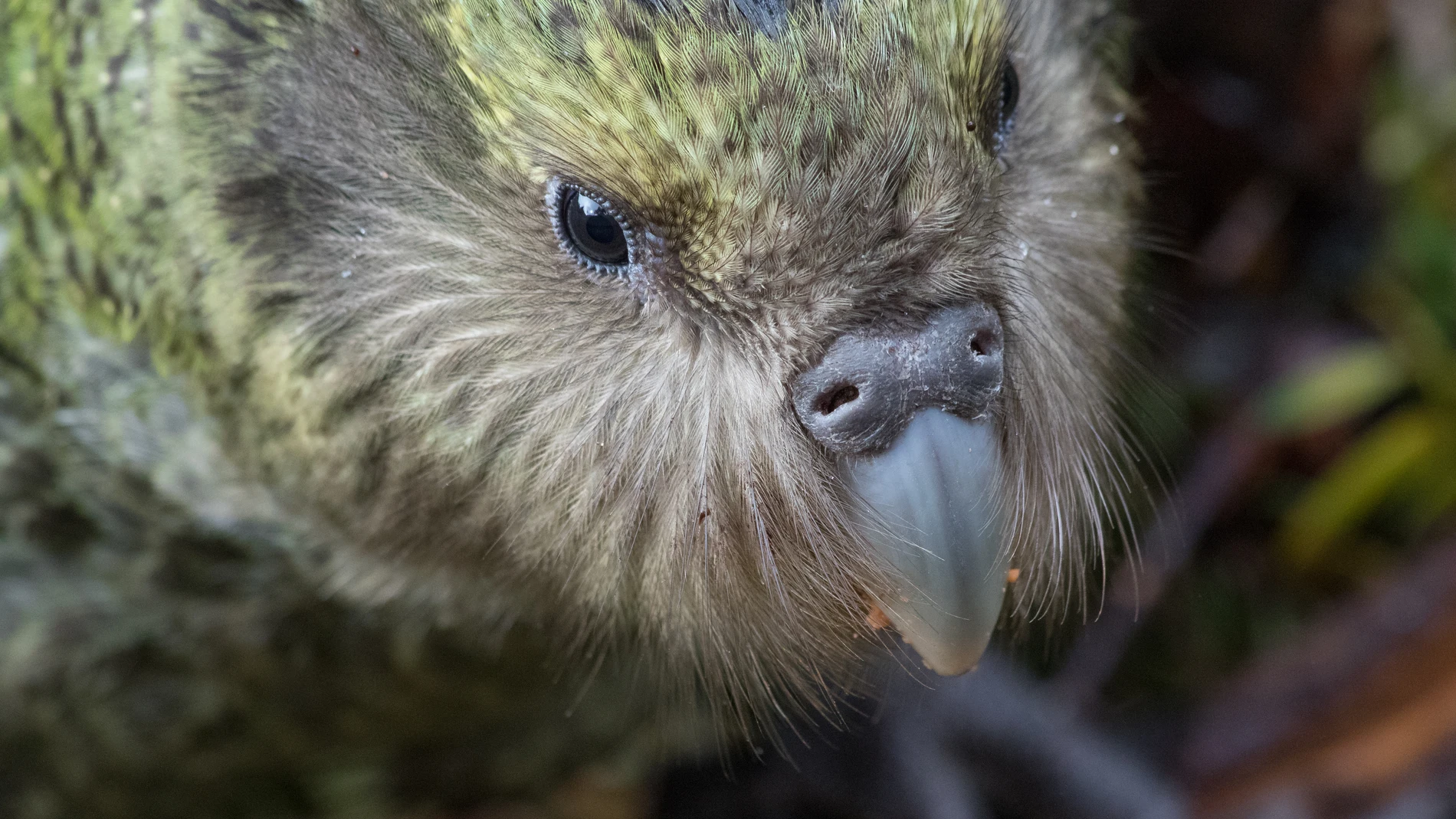 Es uno de los animales más tontos del planeta, y ahora está afrontando la extinción: quieren evitarlo