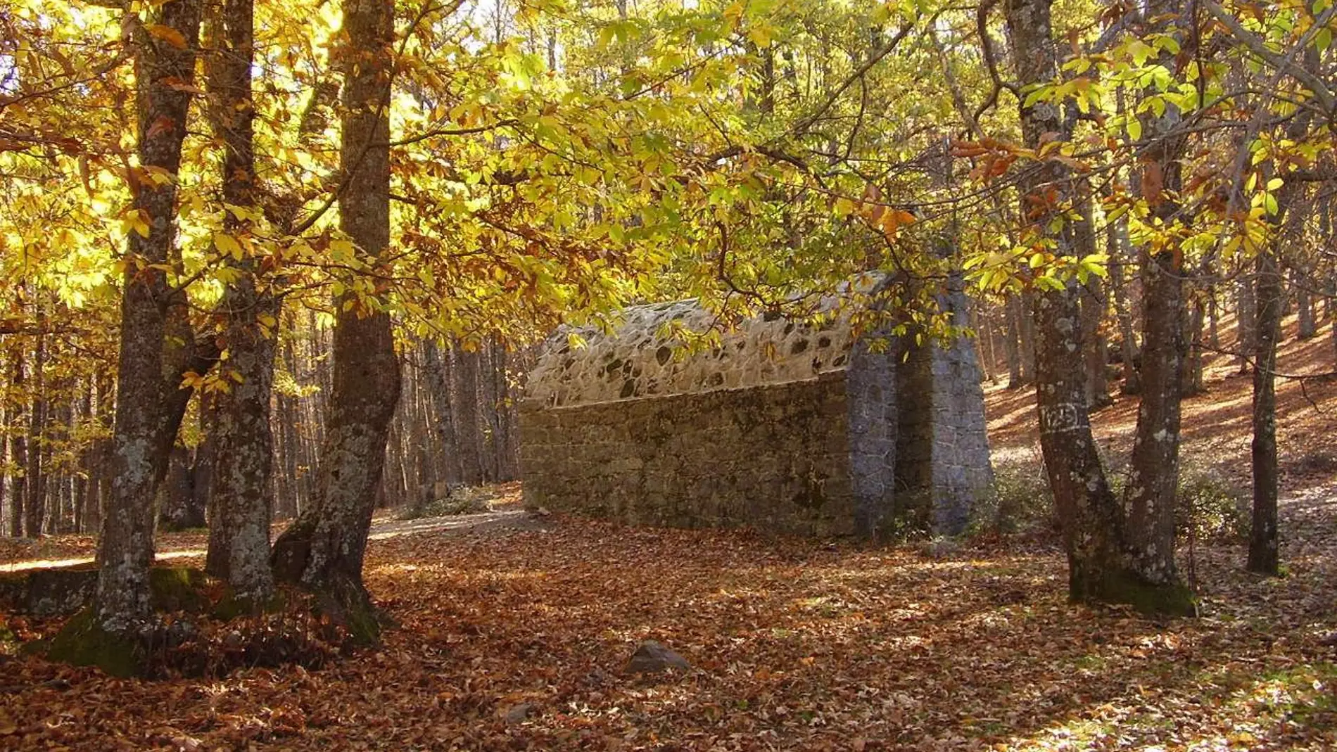 Castañar abulense de El Tiemblo