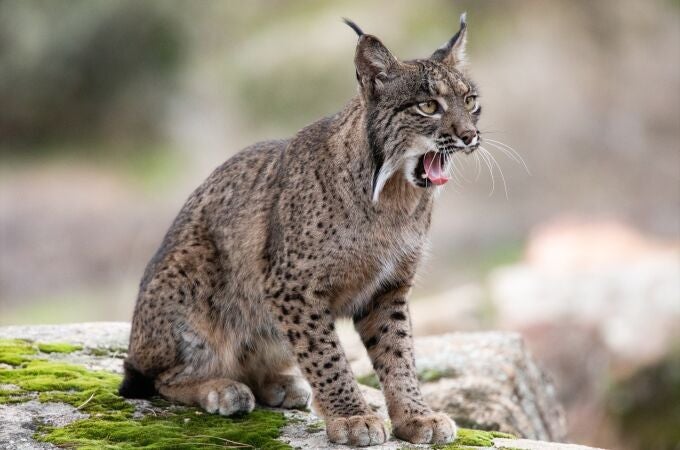 Un lince en el Cortijo Gato Clavo, a 8 de noviembre de 2024, en el Parque Natural de la Sierra de Andújar