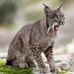 Un lince en el Cortijo Gato Clavo, a 8 de noviembre de 2024, en el Parque Natural de la Sierra de Andújar