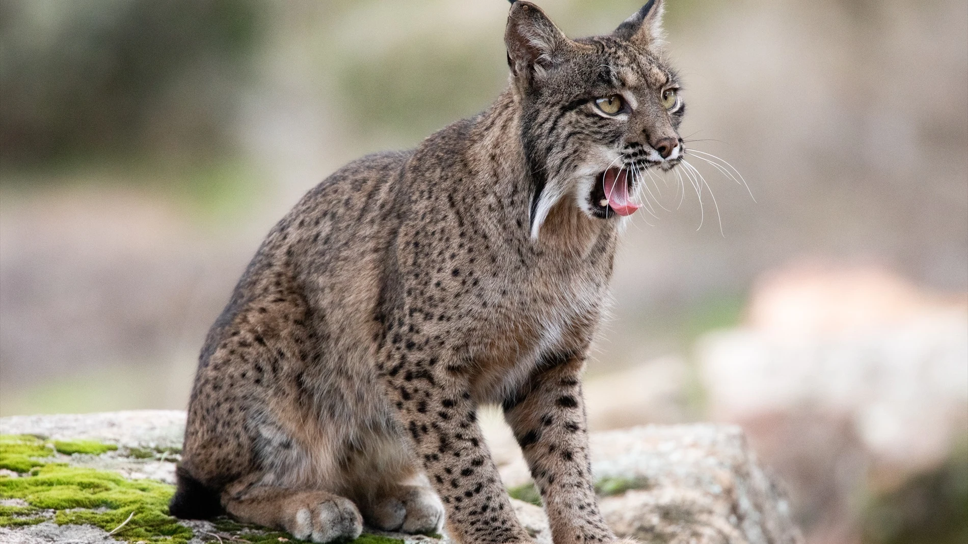 Un lince en el Cortijo Gato Clavo, a 8 de noviembre de 2024, en el Parque Natural de la Sierra de Andújar