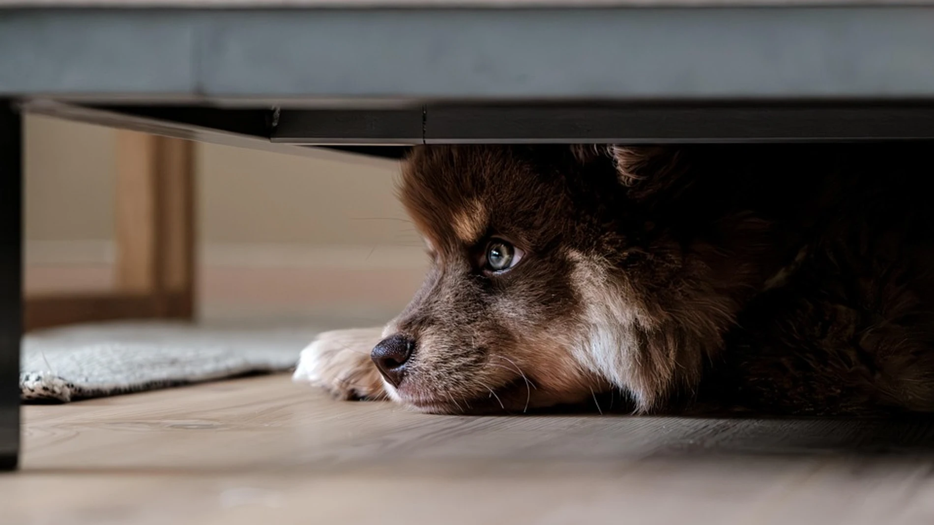 Cuántas horas puede estar solo tu perro al día