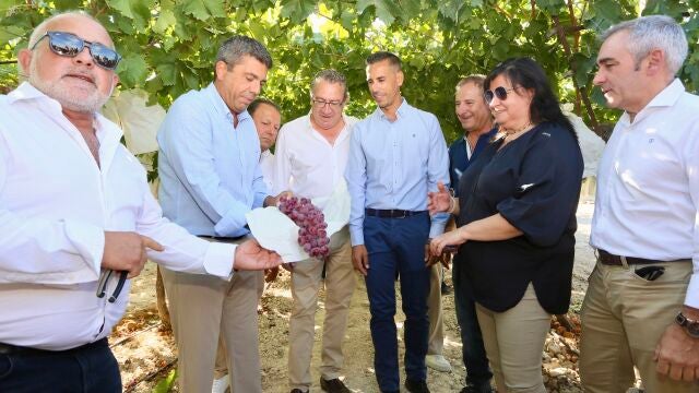 Agricultores de uva de mesa del Vinalopó piden que se respalde al sector para poder mantener los cultivos