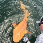 Luego de las fotos, el tiburón fue liberado en aguas del Caribe