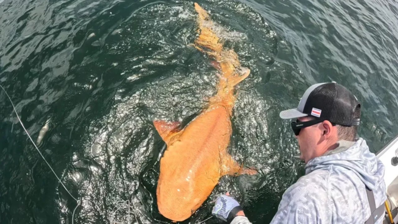 Descubren un tiburón naranja y no es un truco