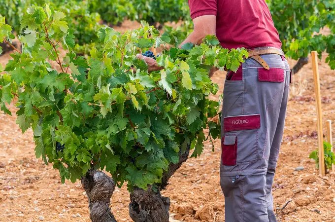 La propuesta de la bodega Figuero La propuesta de la bodega Figuero